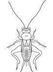dessin enfant Insectes